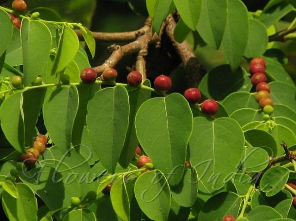 Mountain Coffee Bush